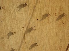 068 Port Douglas Wildlife Habitat